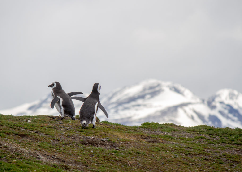 Pinguins in Beagle channel