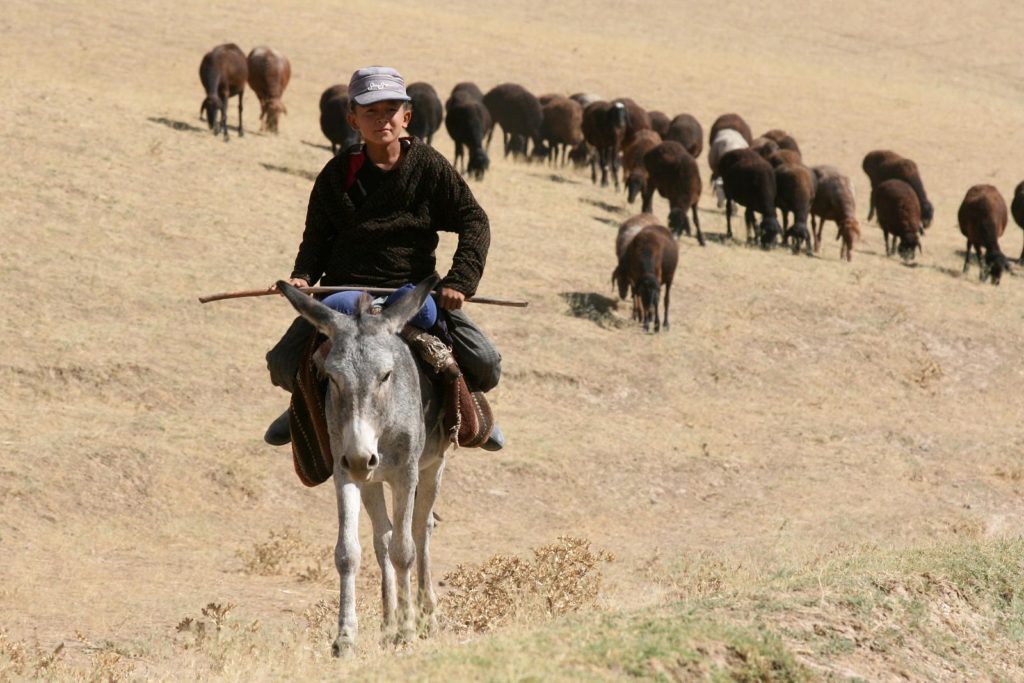 Herder op ezel in Naratu regio Oezbekistan