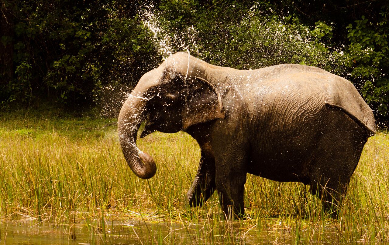 Olifant speelt in water in Yala nationaal park Olifant speelt in water in Yala nationaal park
