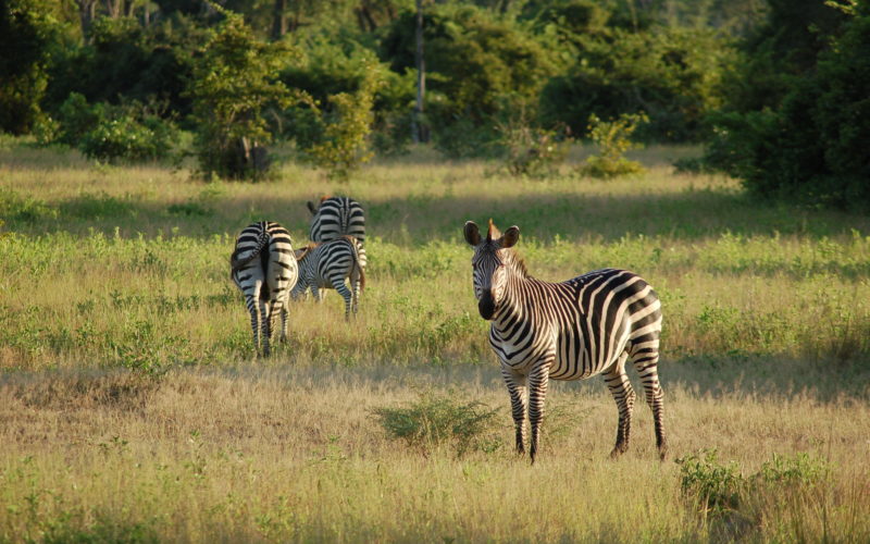 South Luangwa National Park, Zambia, zebra South Luangwa National Park, Zambia, zebra