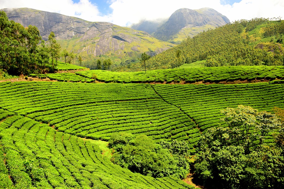 Thee plantage omgeving Kandy Terrasvormige theeplantage Sri Lanka