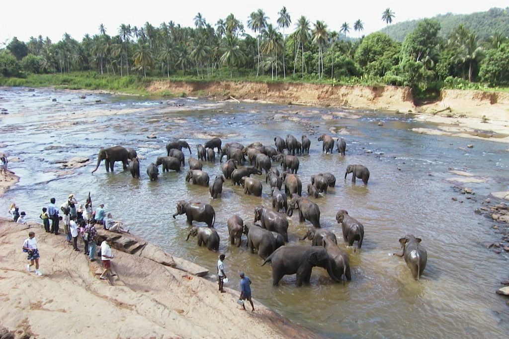 Badende olifanten in Sri Lanka - Journeys.be Badende olifanten in Sri Lanka