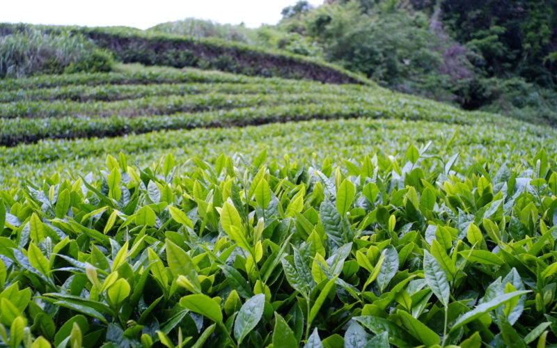 thee plantage in Malawi thee plantage in Malawi