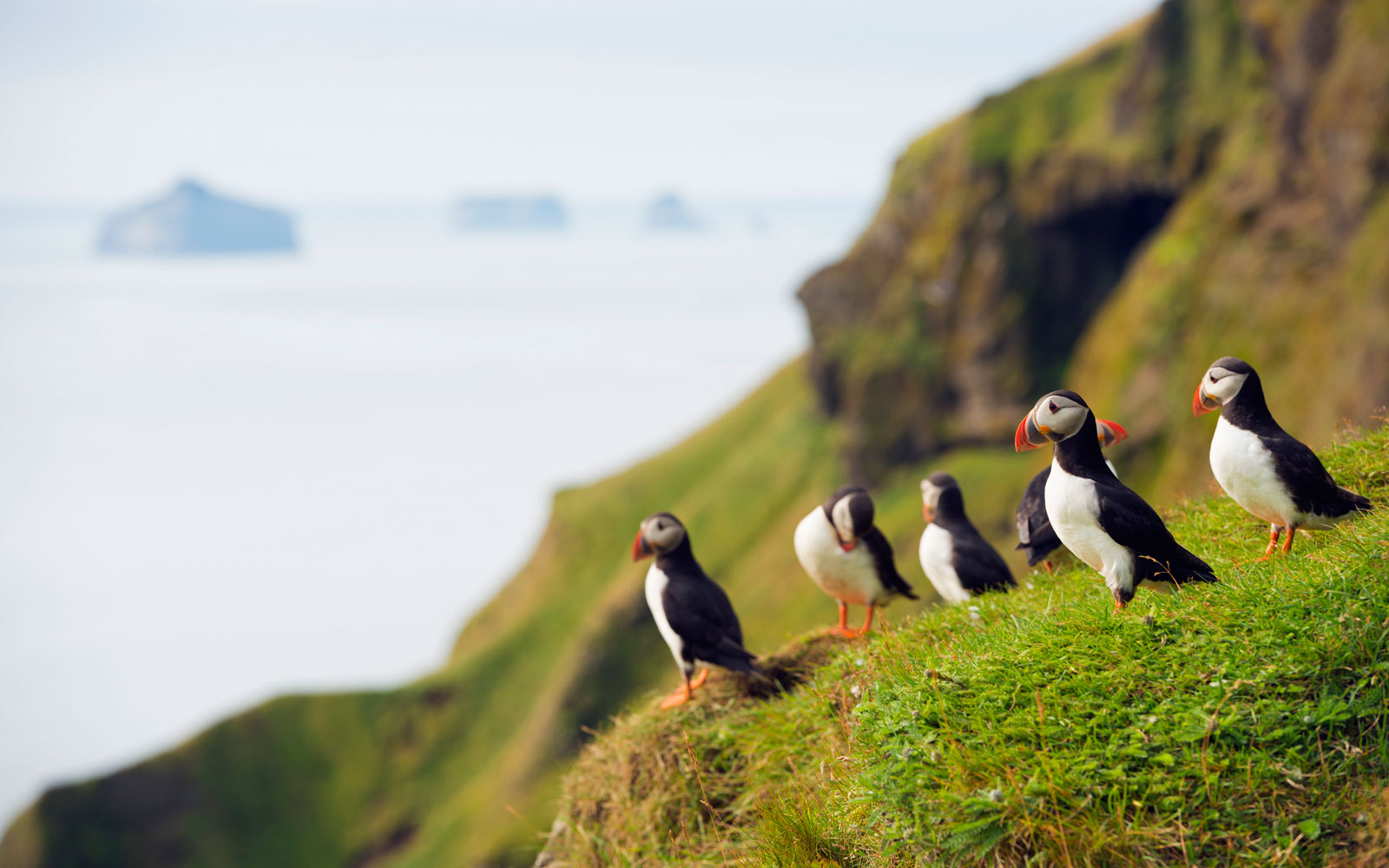 puffins
