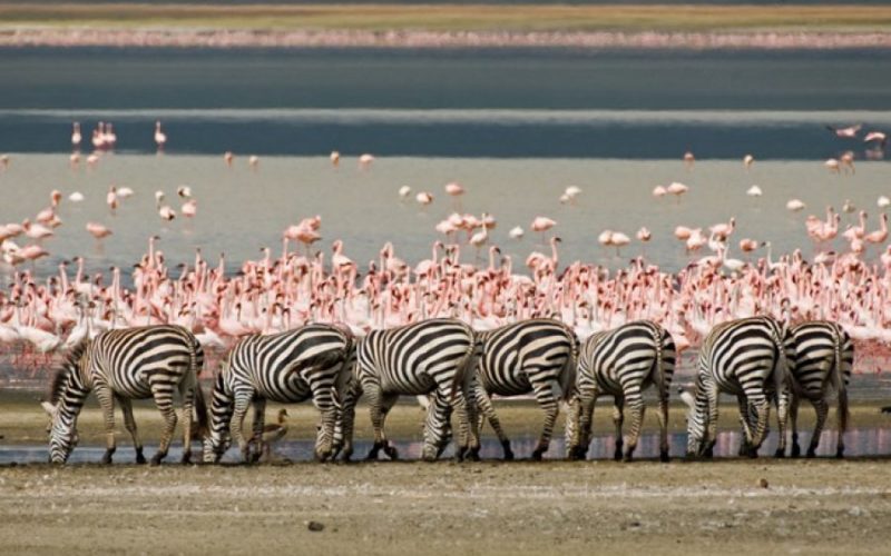 Ngorongoro Ngorongoro