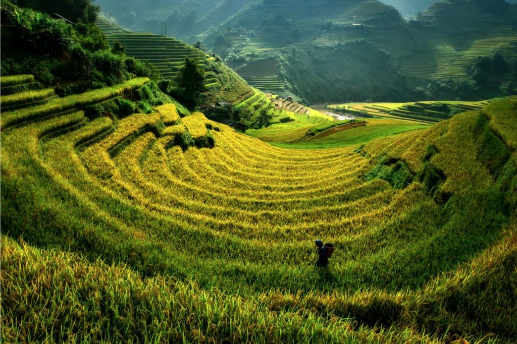 Rijstterrassen_in_Mu_Cang_Chai Rijstterrassen_in_Mu_Cang_Chai