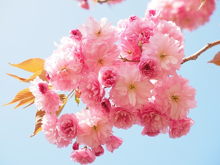 Kersenbloesems