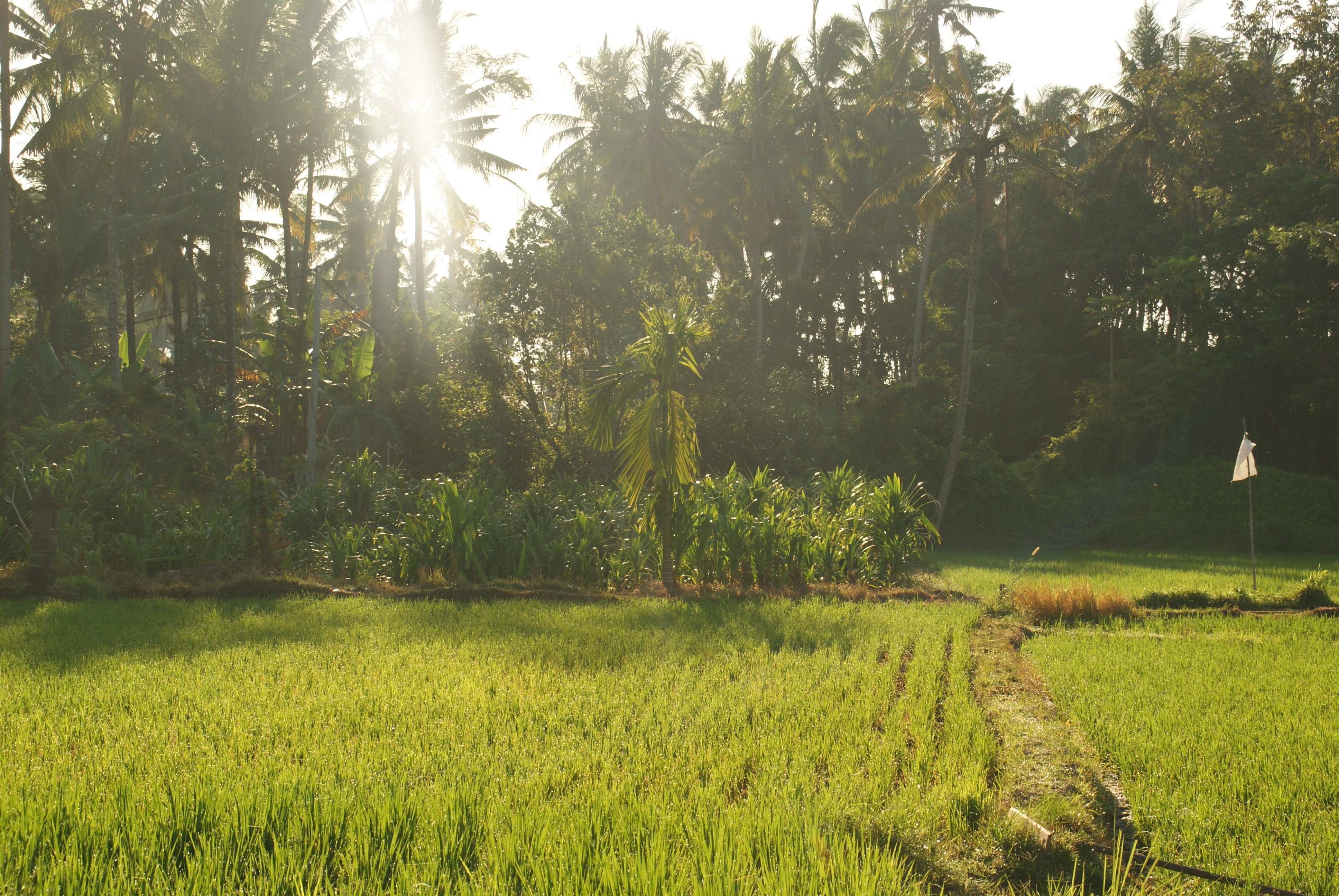 Rijstvelden in Bali