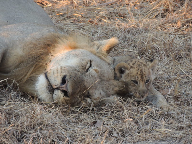 Leeuw met welp, South Luangwa, Zambia