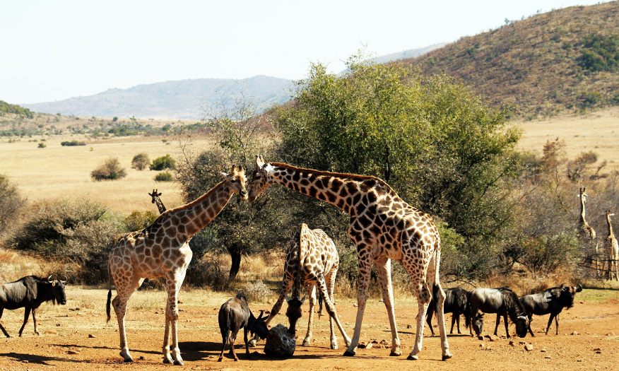 Krugerpark tijdens groepsreis Zuid-Afrika