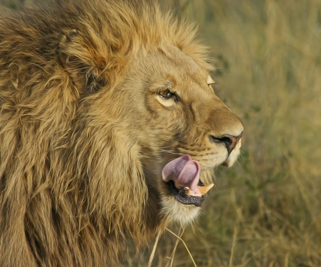 Groepsreis Zuid-Afrika - Journeys.be