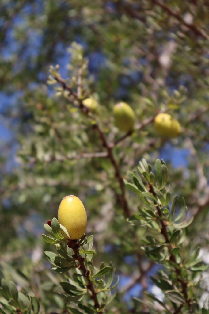 Olijfboom Puglia Olijfboom Puglia