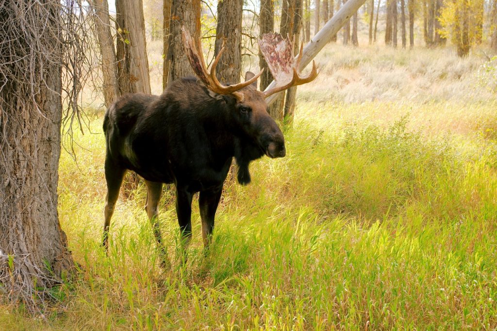 Eland Zweden Eland Zweden