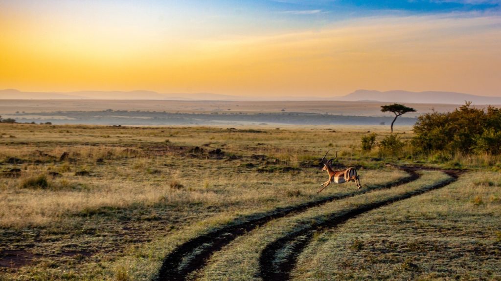 antilope in Keniaanse steppe antilope in Keniaanse steppe
