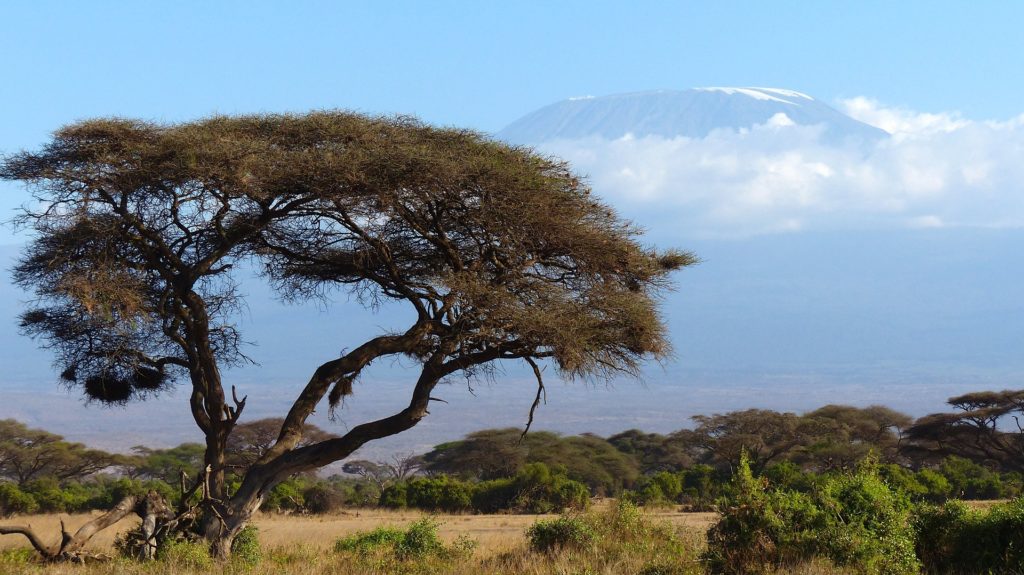 kilimanjaro als achtergrond Amboseli NP kilimanjaro als achtergrond Amboseli NP