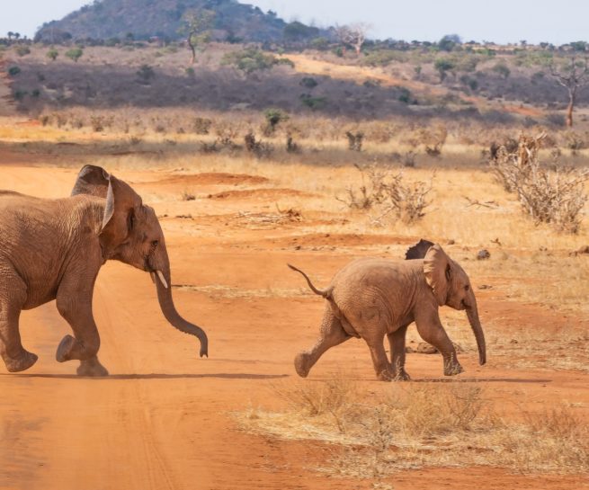 safari in Kenia - olifant met olifantenkalf