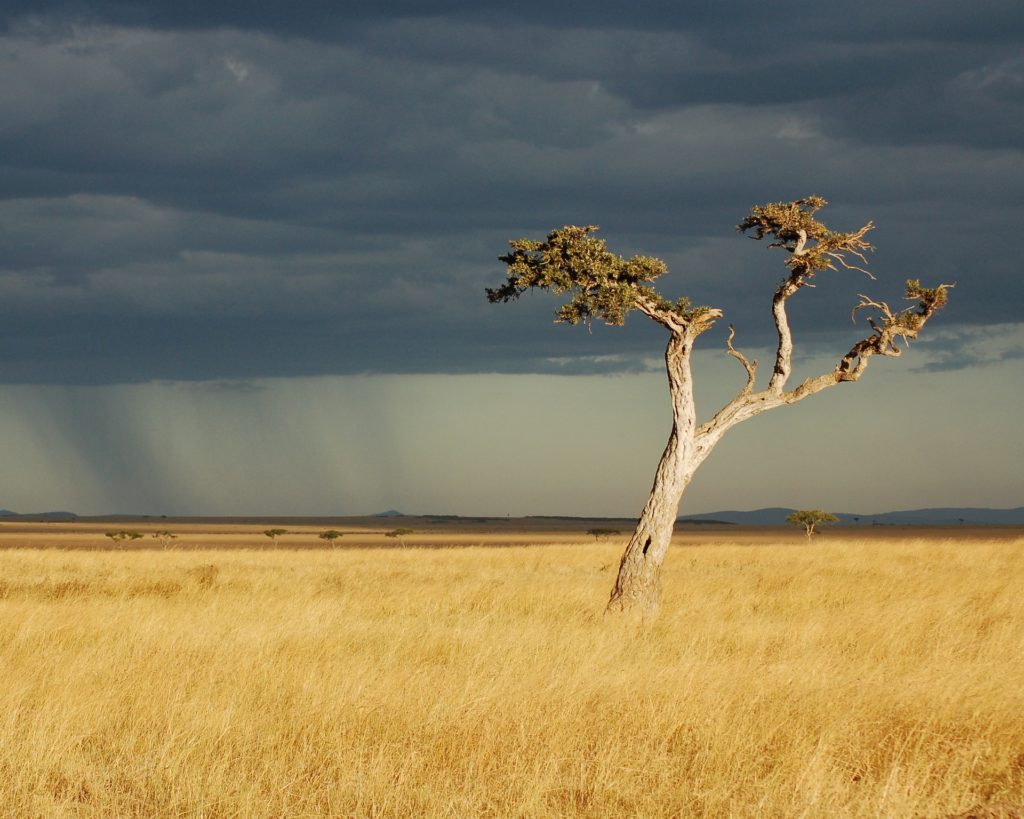 savanna landschap in Kenia acasiaboom savanna landschap in Kenia acasiaboom