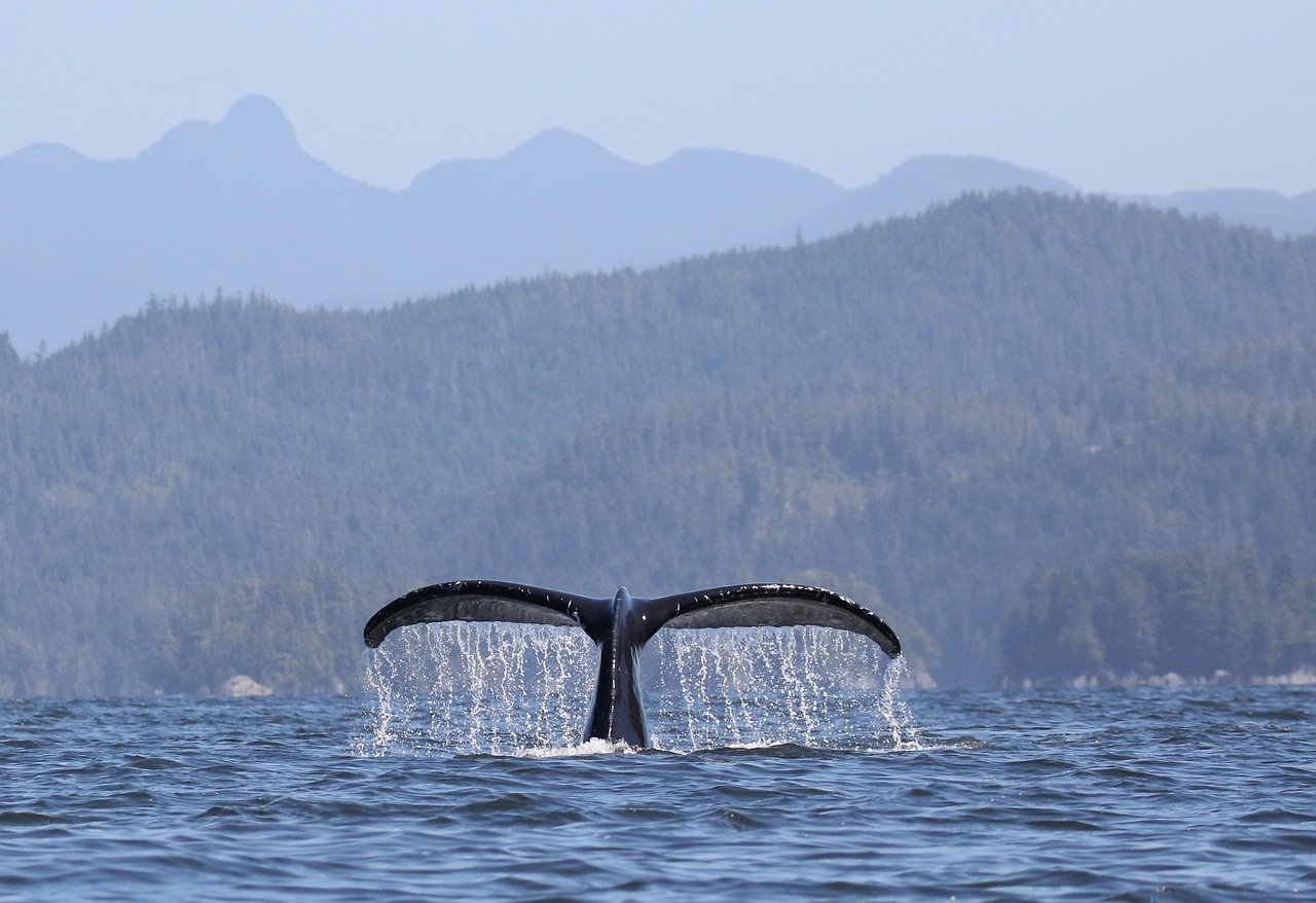 Vancouver Island Whale - whalewatching Canada