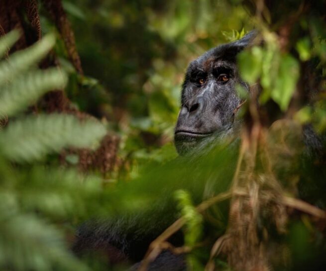 Berggorilla in Bwindi NP Oeganda - Journeys.be