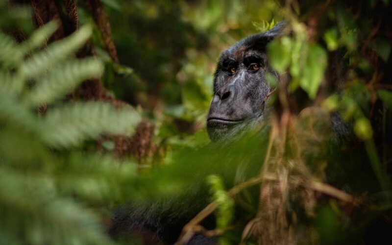 Berggorilla in Bwindi NP Oeganda- Journeys.be Berggorilla in Bwindi NP Oeganda - Journeys.be